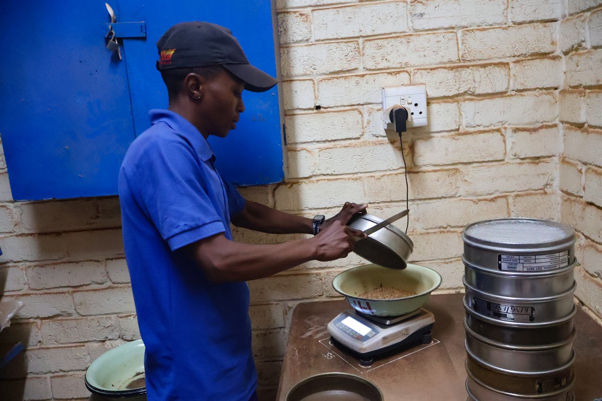 Technician weighing soil sample material